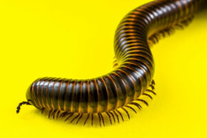 Millipede-845x563