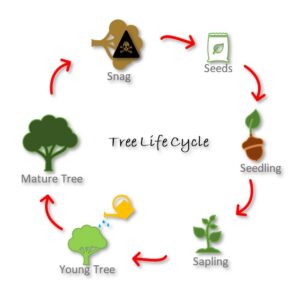 Tree-Life-Cycle_KellySavannah (1)